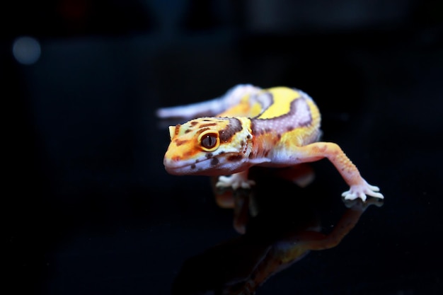 a cutefaced of leopard gecko