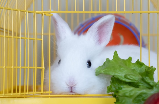 ケージに食べ物を入れた可愛さの白うさぎ