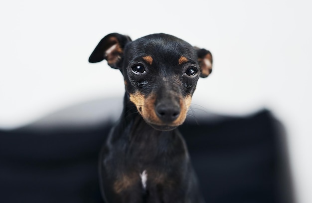 家で愛らしい犬のショットに帰ってくるかわいい顔