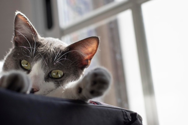 The cutest gray and white cat lying on a laptop bag Window light Selective focus