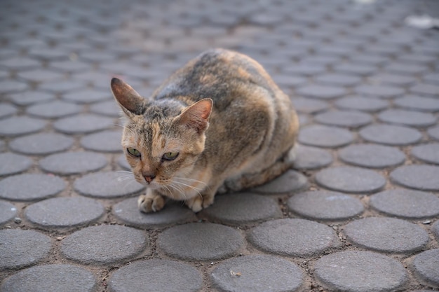 タイの路上でキューティー野良猫。