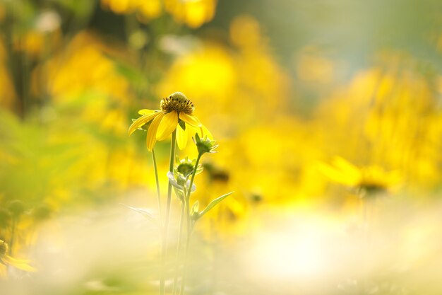 日差しの中でカットリーフコーンフラワーRudbeckialaciniata