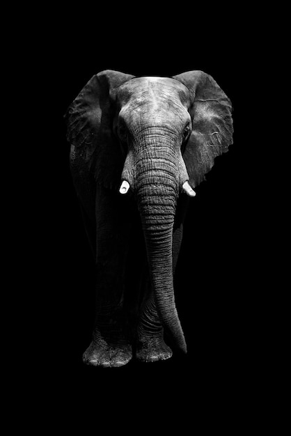 Вырез слона на черном фоне спереди, смотрящего в камеру Пространство для копирования всего тела