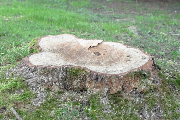 Photo cutted tree