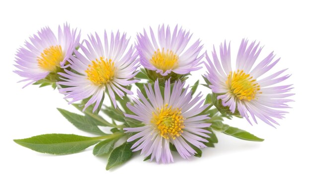 Cutter Aster flower isolated on white background