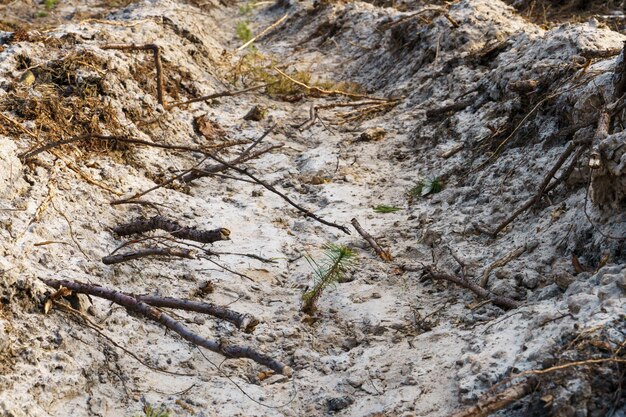 Abbattimento degli alberi deforestazione e raccolta del legname pista antincendio profonda nella foresta