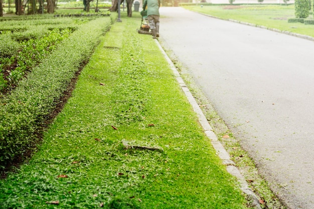 cutting grass in garden.