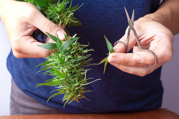 Cutting leaves from buds of marijuana