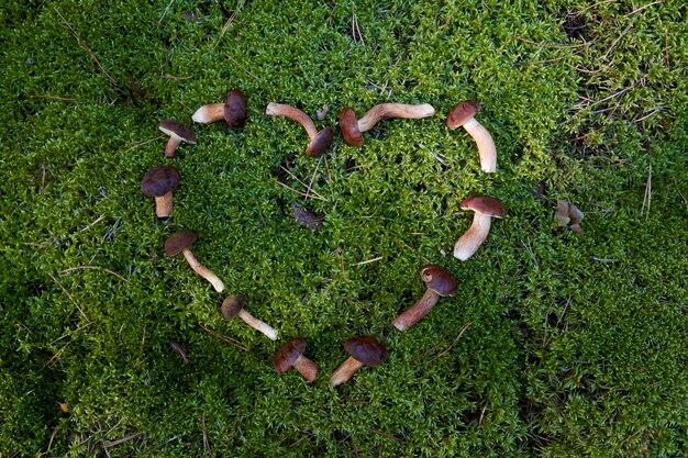 Photo cutting mushrooms in the forest.