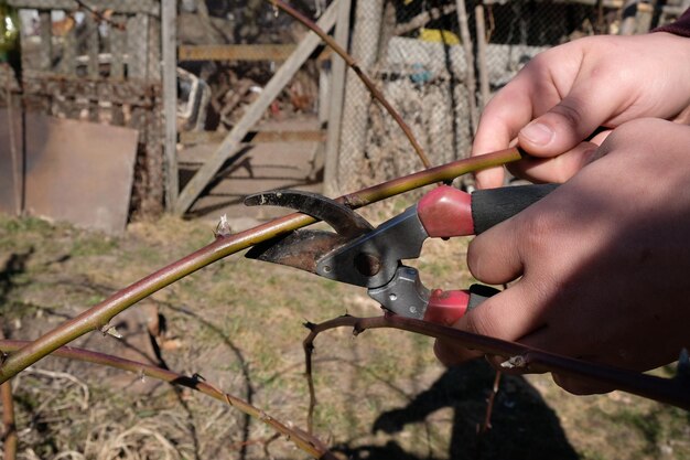 ベリーの茂みを掃除するラズベリーのはさみを切る