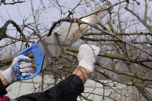 Photo cutting a tree branch with a hand garden saw