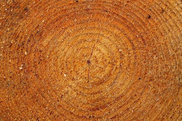 Cutting of a tree of yellow color close up