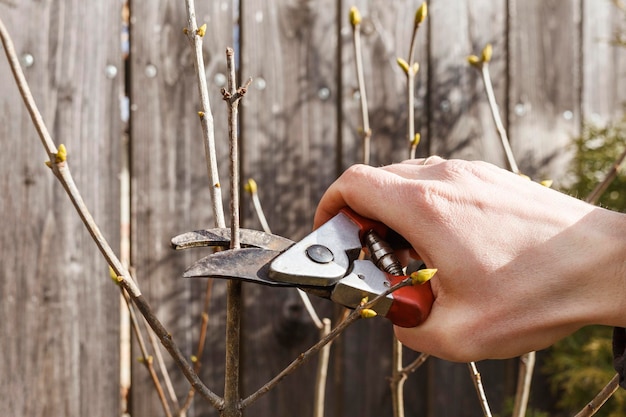 Cutting trees with Scissors in Spring Pruning tree branchers in Spring Garden