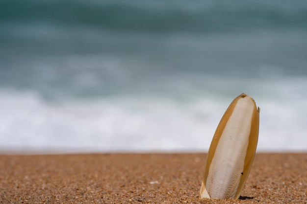 Cuttlefish bone wedged in the sand on the beach