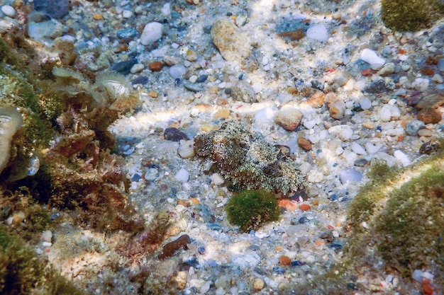 Cuttlefish camouflage. Cuttlefish Swimming underwater