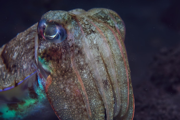 イカの水中/水中世界、太平洋での海洋生物野生動物ダイビング