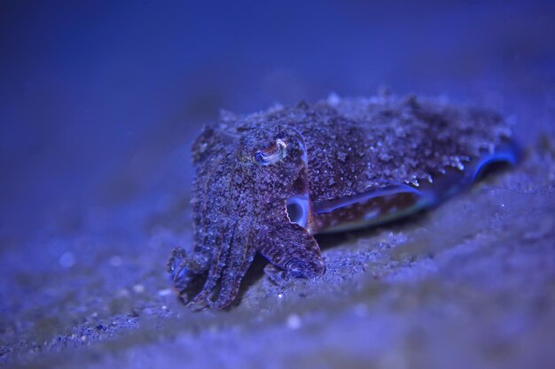 Cuttlefish underwater / underwater world, marine life wildlife animal diving in the pacific ocean