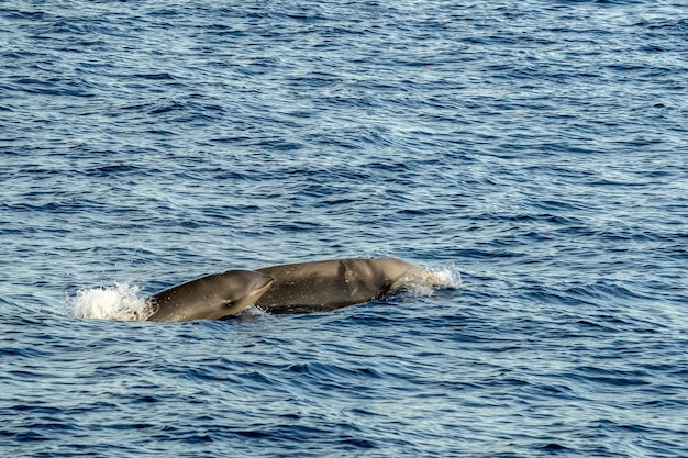Мать и детеныш клюворылых китов Кювье
