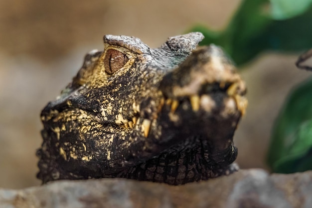 Cuvier's dwarf caiman