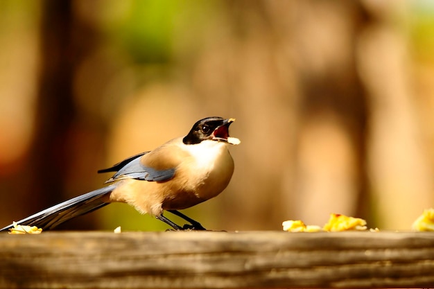 긴꼬리 Cyanopica cyanus는 참새 corvidae의 종입니다