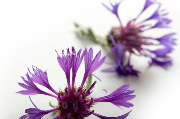 Cyanus segetum Cornflower Flower background