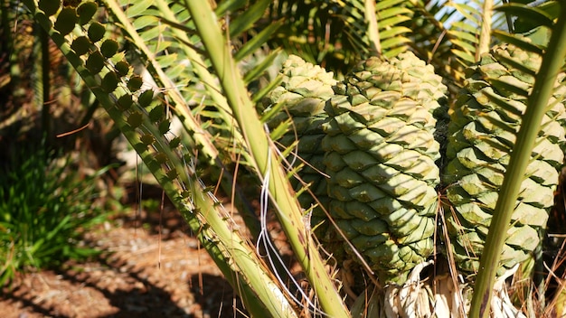 Cycad fern leaves in forest California. Encephalartos or zamiaceae dioon. Tropical jungle rainforest