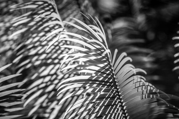 Photo cycad leaves in garden