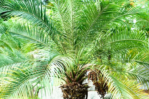 Pianta di cycadales nel giardino