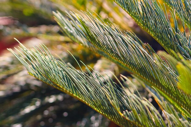 Photo cycas blooming green plants closeup background