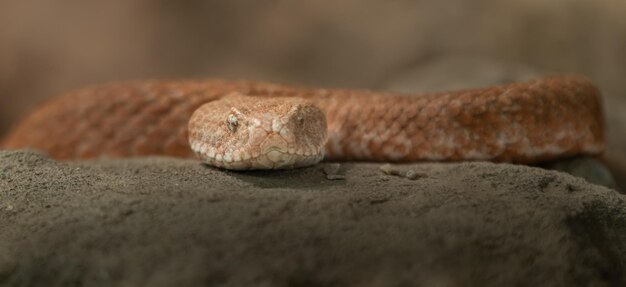 Cyclades stompneus adder