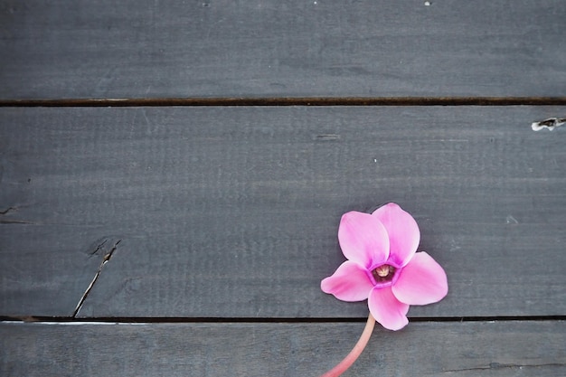 검은 초라한 나무 배경에 시클라멘 꽃 다섯 꽃잎이 있는 꽃 한 송이 잎이 없는 줄기 복사 공간 시클라멘이 있는 아름다운 꽃 카드 소박한 목가적 스타일의 프랑스 프로방스
