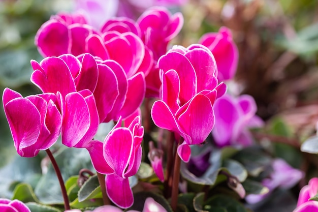 Cyclamen flower in the garden at sunny summer or spring day