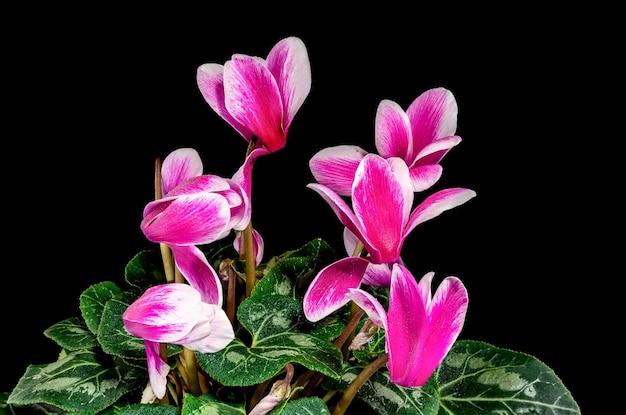 Cyclamen pink flowers on a black background