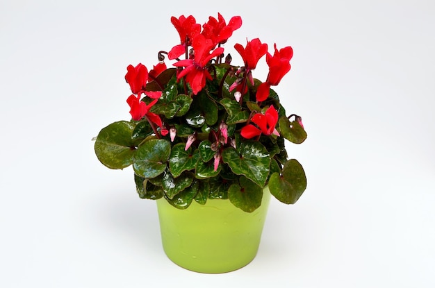 Cyclamen plant with bright flowers in a pot on a white background