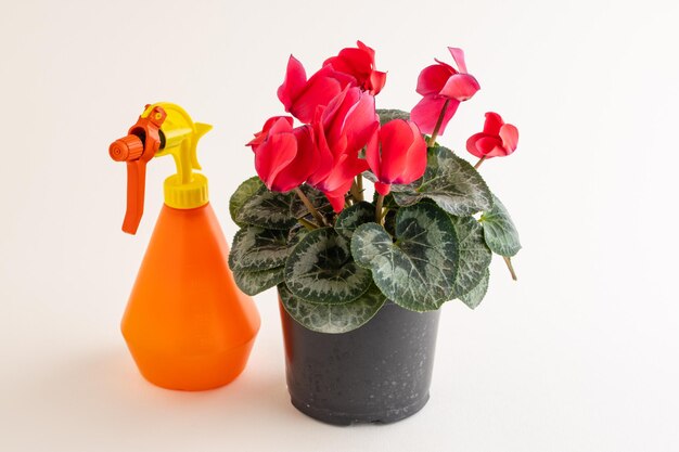 Cyclamen and plastic watering can