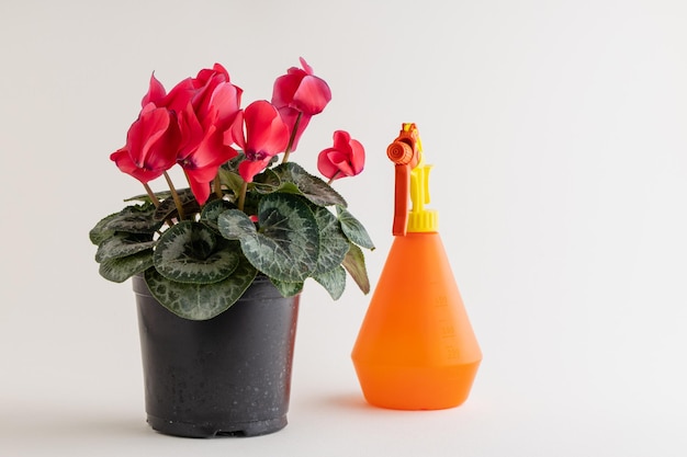Cyclamen and plastic watering can