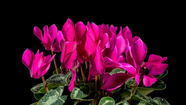 Cyclamen red flowers on a black background