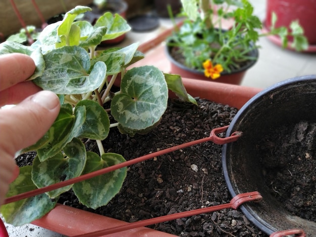 Cyclamen transplant at home Female hands work with soil tools and flower pots Spring work on the balcony or terrace Home floriculture and crop production Green leaves roots and tuber of cyclamen