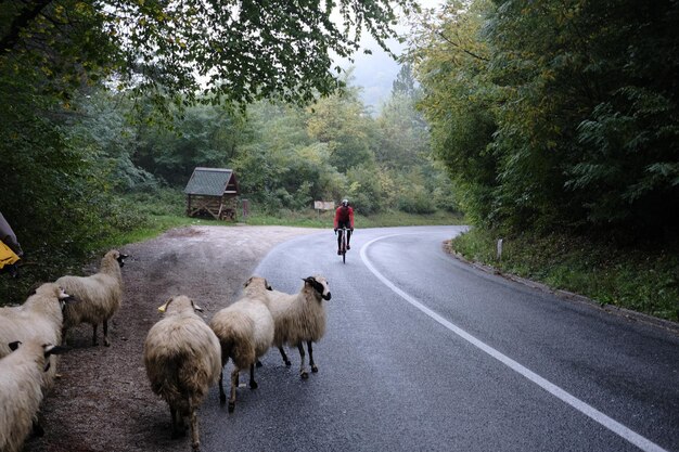 Photo cyclist climbing encountering sheep