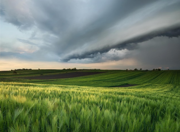 Cycloon op het veld prachtig natuurlijk landschap in de zomer