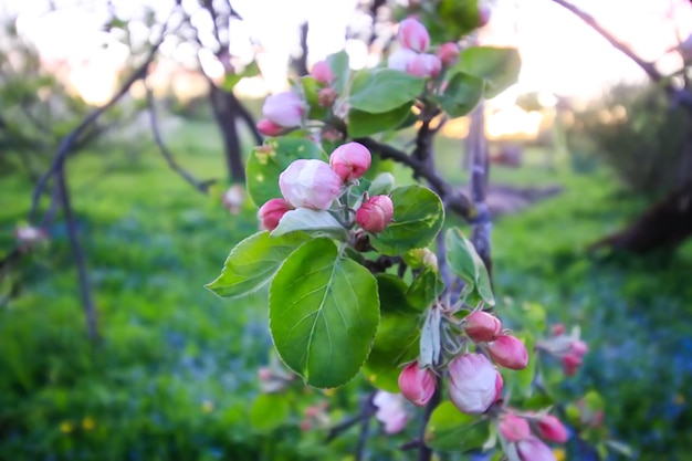 Cydonia или chaenomeles japonica или superba цветут в весеннем парке Красивый фон природы Весна в сельской местности