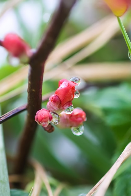 Cydonia или chaenomeles japonica или superba цветут в весеннем парке Красивый фон природы Весна в сельской местности