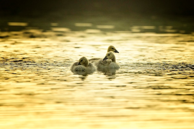 Foto cignette che nuotano sul lago