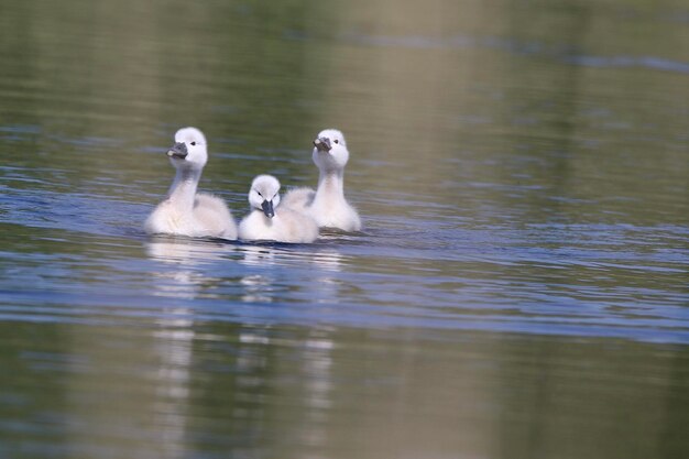 Foto cygnets zwemmen in het meer