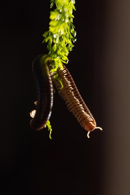 Cylindrical Millipede a beautiful specimen of brown cylindrical millipede hanging from a green leaf selective focus