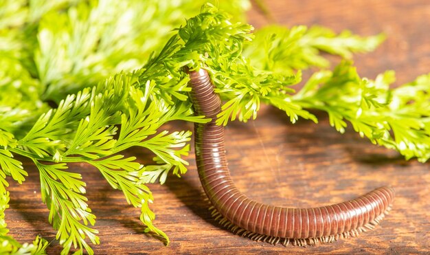 Cylindrical millipede a beautiful specimen of brown cylindrical millipede walking on a rustic wooden table selective focus