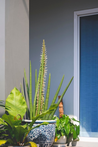 Cylindrical snake plant and foliage plants are blooming in
front of doorway of gray house