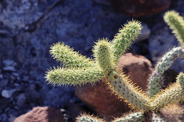 Cylindropuntia 선인장, 멕시코의 La Paz