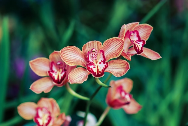 Cymbidium bloemen in orchideetuin, close-up