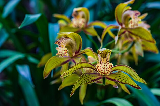 Cymbidium tracyanum, prachtige wilde orchidee in tropisch bos.